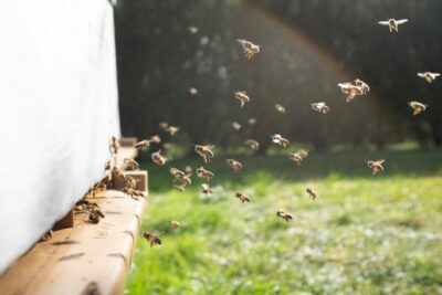 American Farmers Embrace Artificial Intelligence Amidst Increasing Challenges