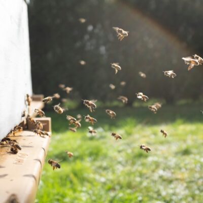 American Farmers Embrace Artificial Intelligence Amidst Increasing Challenges