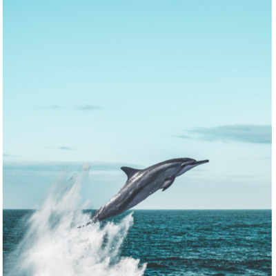 900 Pound Dolphin Jumps Into Fishing Boat