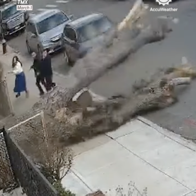 Watch: Nes in Brooklyn,  Family Narrowly Escapes Falling Tree