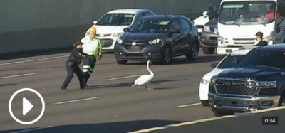 Watch: Police Chase Swan on Florida Highway