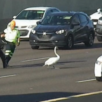 Watch: Police Chase Swan on Florida Highway