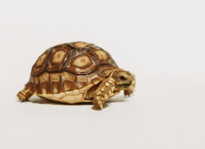 Passenger Found with Turtle Concealed in Clothing at Newark Airport