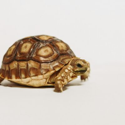 Passenger Found with Turtle Concealed in Clothing at Newark Airport