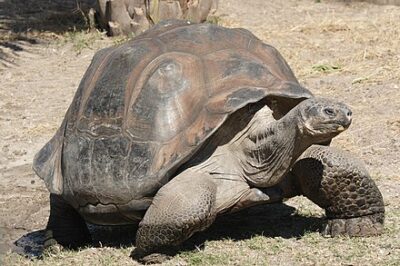 Endangered Galapagos Tortoises Hatch At Philly Zoo for the First Time in 150 Years Endangered Galapagos Tortoises Hatch At Philly Zoo for the First Time in 150 Years