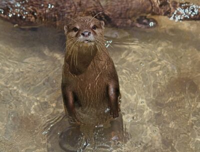 Escaped Otter Returns to Wisconsin Zoo; Companion Still at Large Escaped Otter Returns to Wisconsin Zoo; Companion Still at Large
