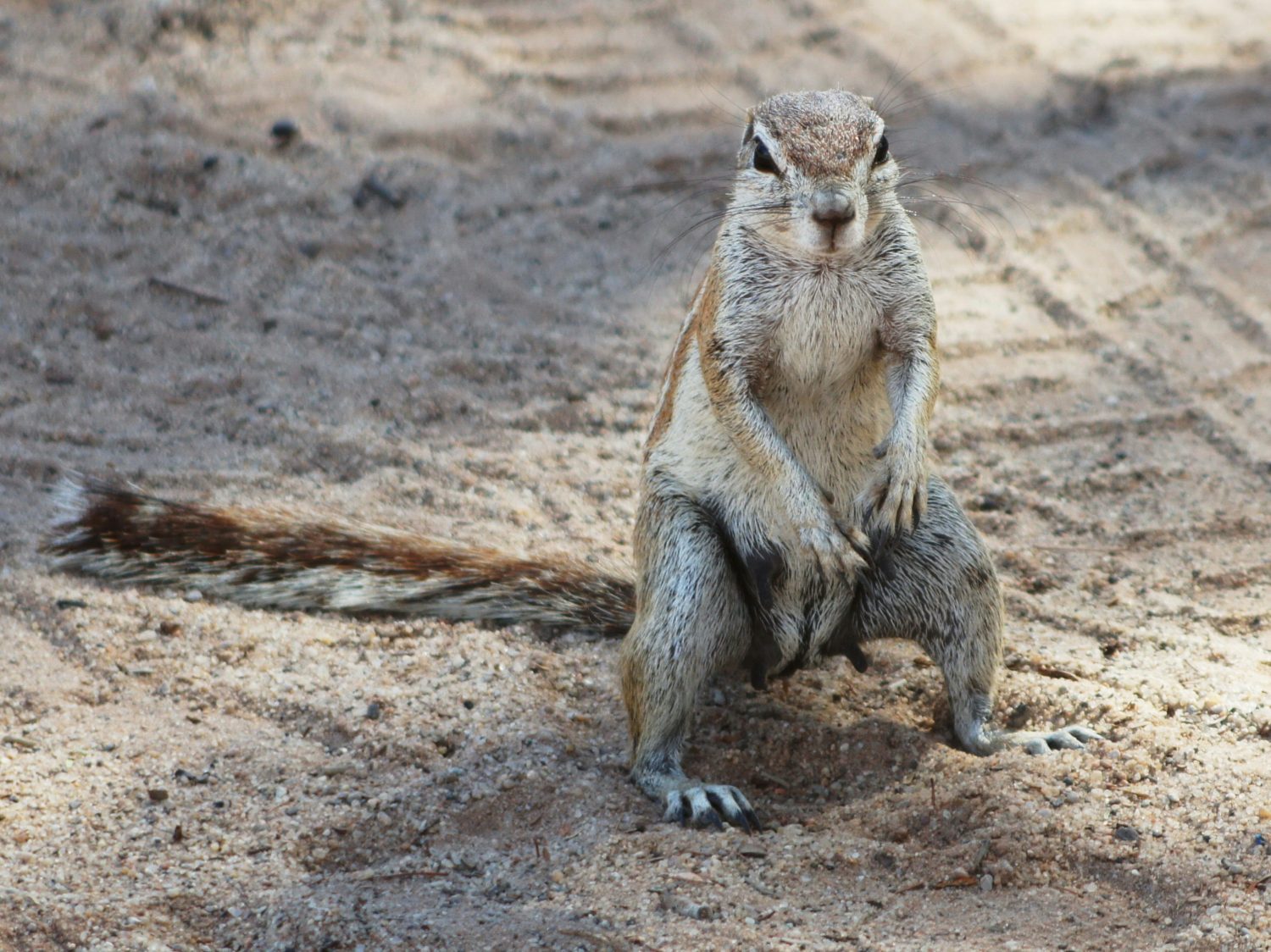 Troubled by Tunneling: Minot, North Dakota, Confronts Ground Squirrel Surge
