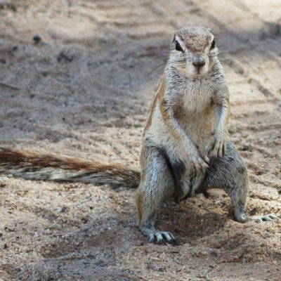 Troubled by Tunneling: Minot, North Dakota, Confronts Ground Squirrel Surge